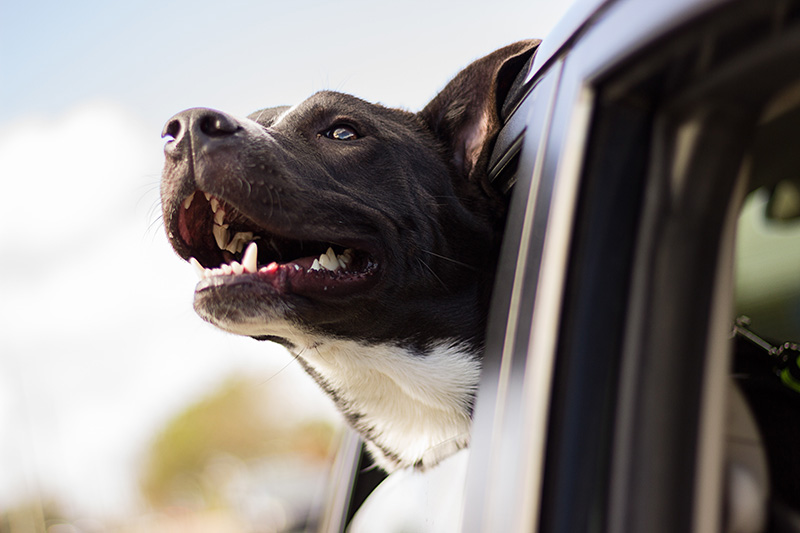 Pet Insurance Lindisfarne Veterinary Clinic