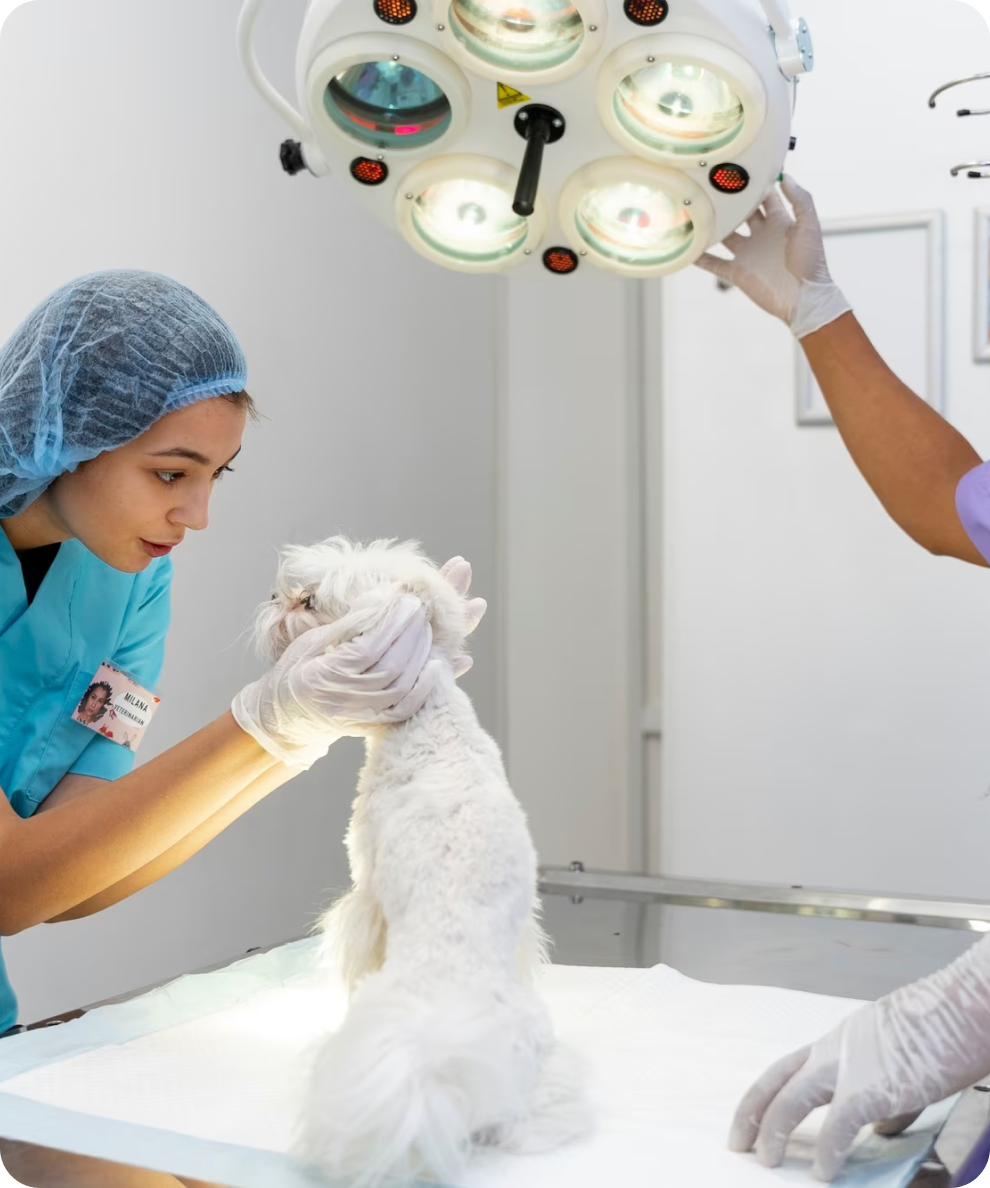 Opthalmic Surgery - Lindisfarne Veterinary Clinic